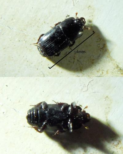 Réf. 181 723 : Platysoma elongatum